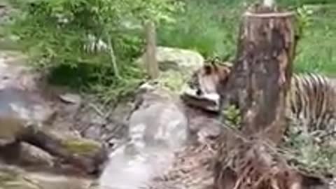 Tiger Crossing