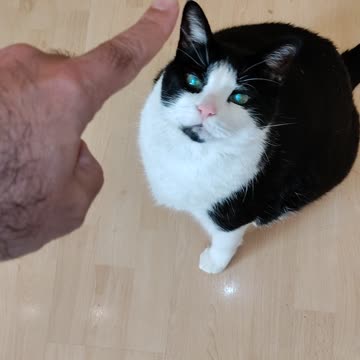 Rob Wolchek The Cat Sitting On Hind Feet To Eat Yogurt, Dbn, MI, 9/2/23