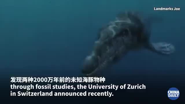 Prehistoric dolphin species discovered in Switzerland_Cut