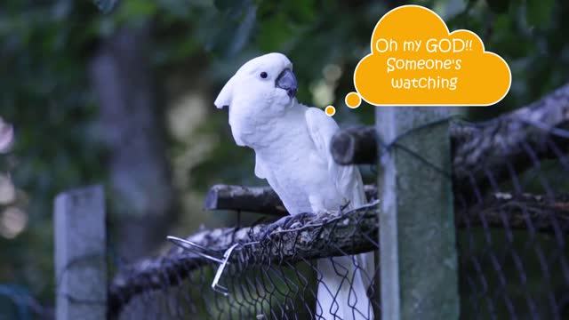 Shy Cockatoo White Parrot Dancing || MUST WATCH