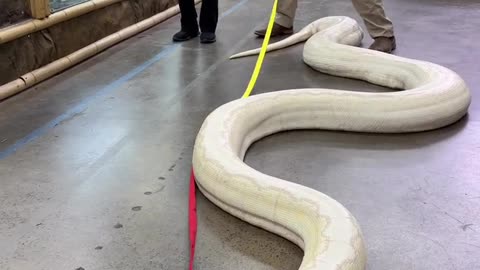 Viral video #snake