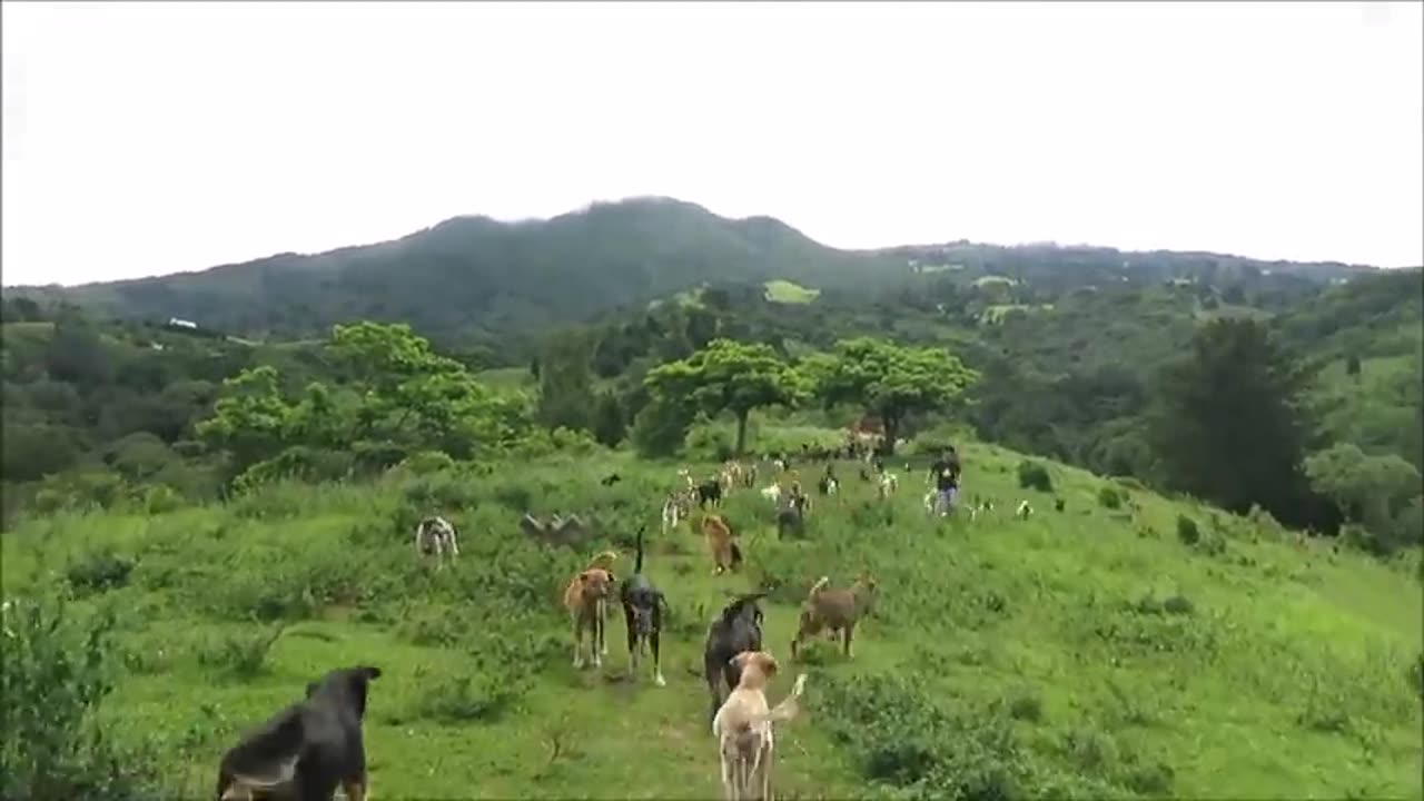 Territorio de Zaguates and of The Strays Dog Rescue Ranch Sanctuary in Costa Rica