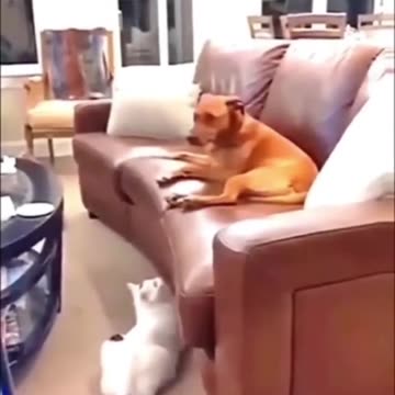 Funny cat and dog video🤩🤩❤️