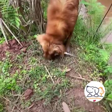 Catching Fish Is So Much Fun