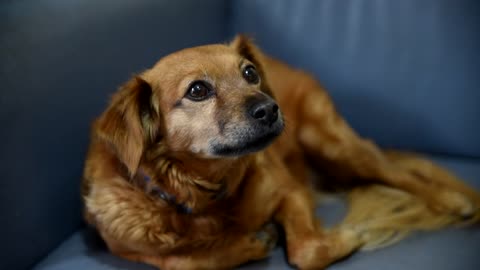 Dog Pet Animal Furry Cute Fur Look Posing 🤩🤩