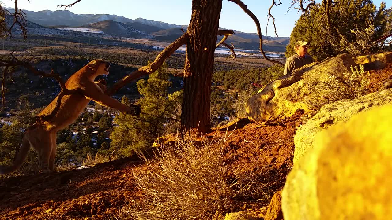 Trapped Cougar Heroically Freed In Utah