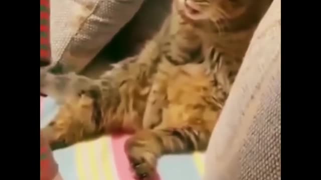 WATCH and TRY TO STOP LAUGHING.ππβ‘οΈπβοΈπΏπππππβ‘οΈπππ