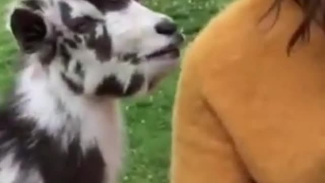 What do you say huh Goat??