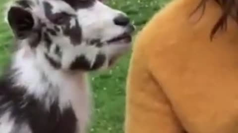 What do you say huh Goat??