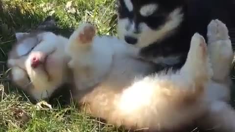Two dogs are on the grass