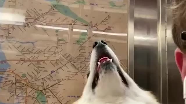 City corgo 🌃