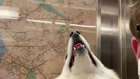 City corgo 🌃