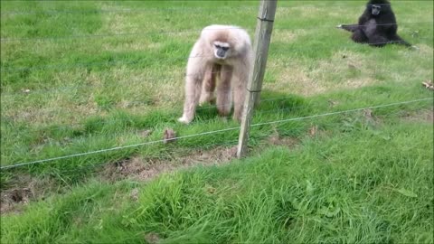 Gibbon freaks out over hedgehog🦔🙉🙉🦔🦔