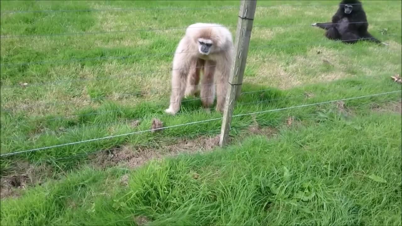 Gibbon freaks out over hedgehog๐ฆ๐๐๐ฆ๐ฆ