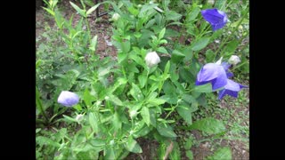 Venus Looking Glass Bellflower Vine July 2021