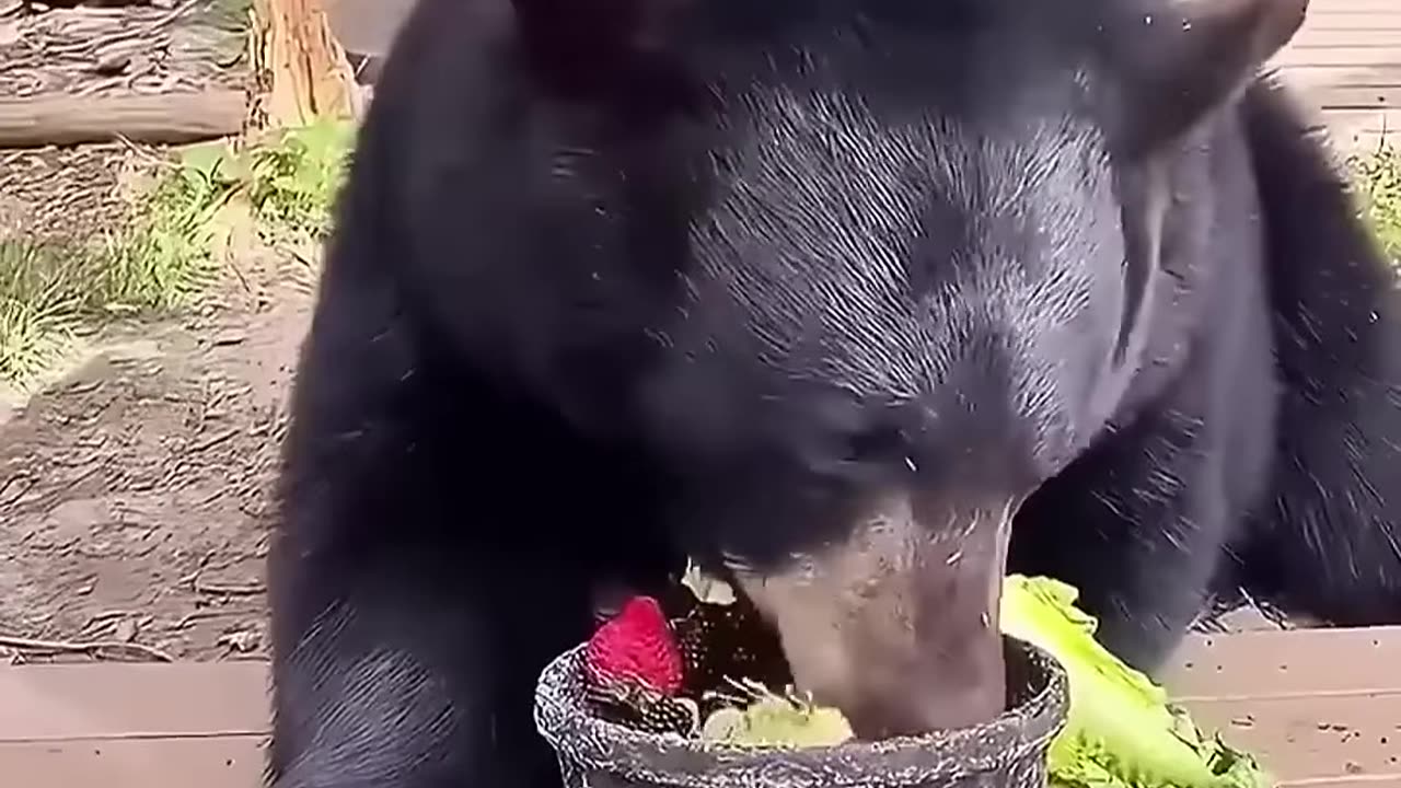 This family rescued the injured bear in time and gave it a warm home