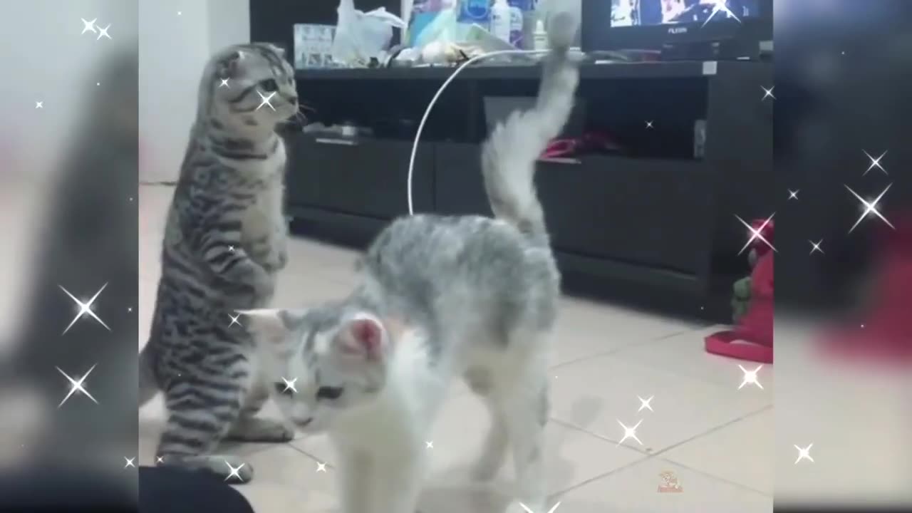 Baby Cats - Cute and Funny Cat Videos Compilation #11 #cutecats #cuteanimals