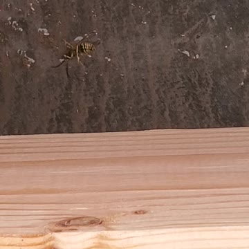Wasp dies cold and alone