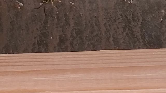 Wasp dies cold and alone