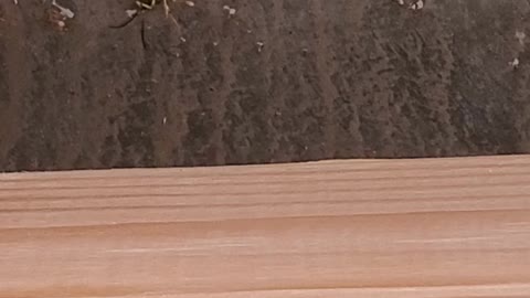 Wasp dies cold and alone