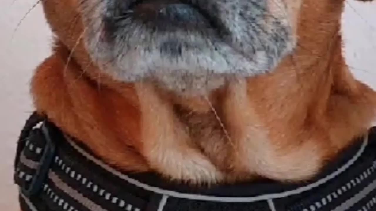 TRUTH PUPS Part 1 : Everything is going according to plan