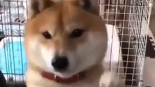 Cute Dog playing with Fingers