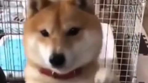 Cute Dog playing with Fingers