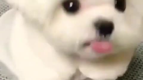 Cute puppy