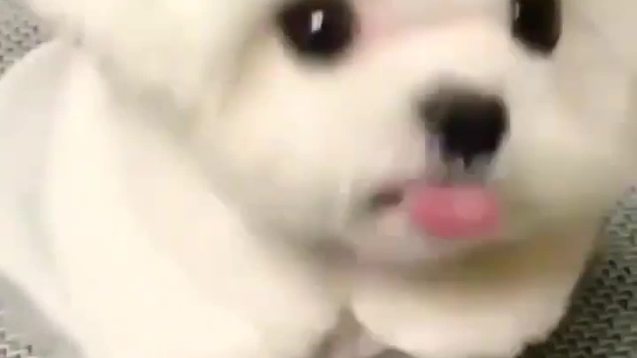 Cute puppy
