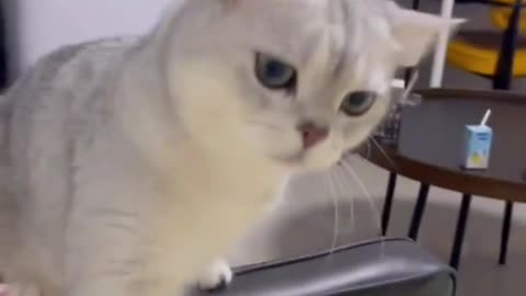 She want ice cream