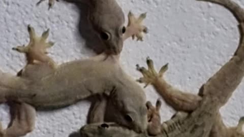 Three biting lizards