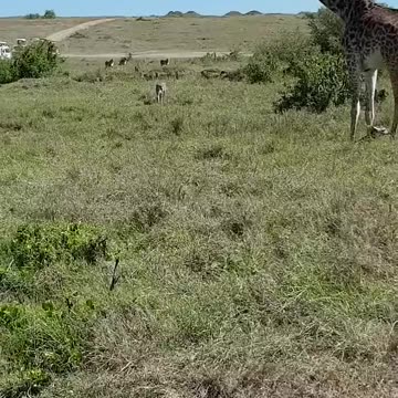 giraffe protecting its calf