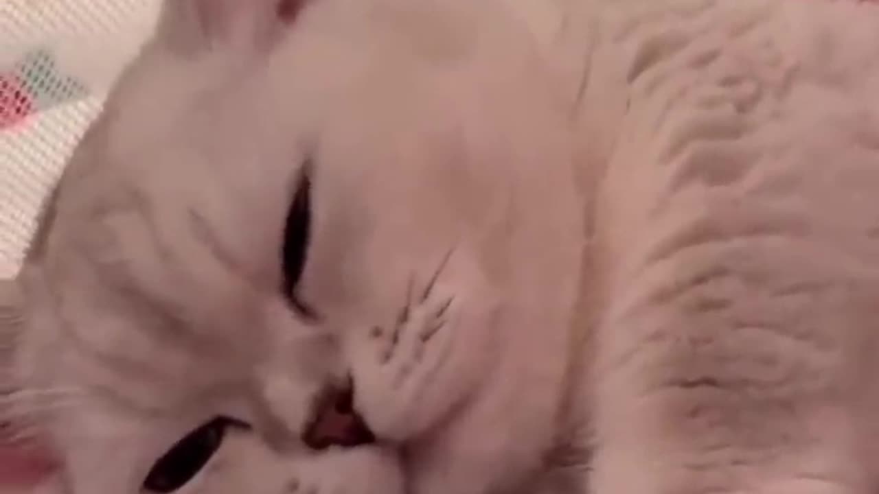 Funny cat compilation 😻💖🐶