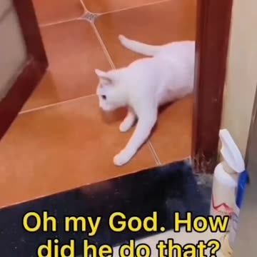 OMG 😮 How did he do that?🐈 Joy Funny Factory