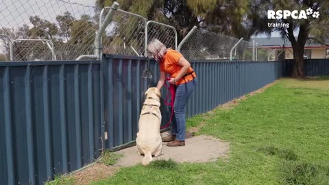 how to teach your dog to wait