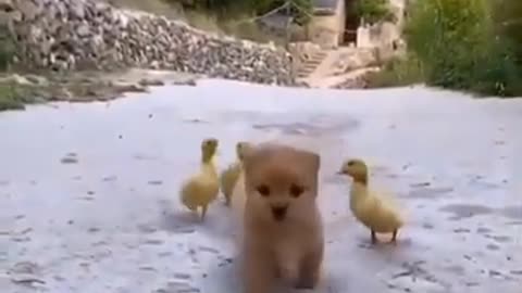 Puppy & Duckling's Love #shorts #shortsvideo #viral #video