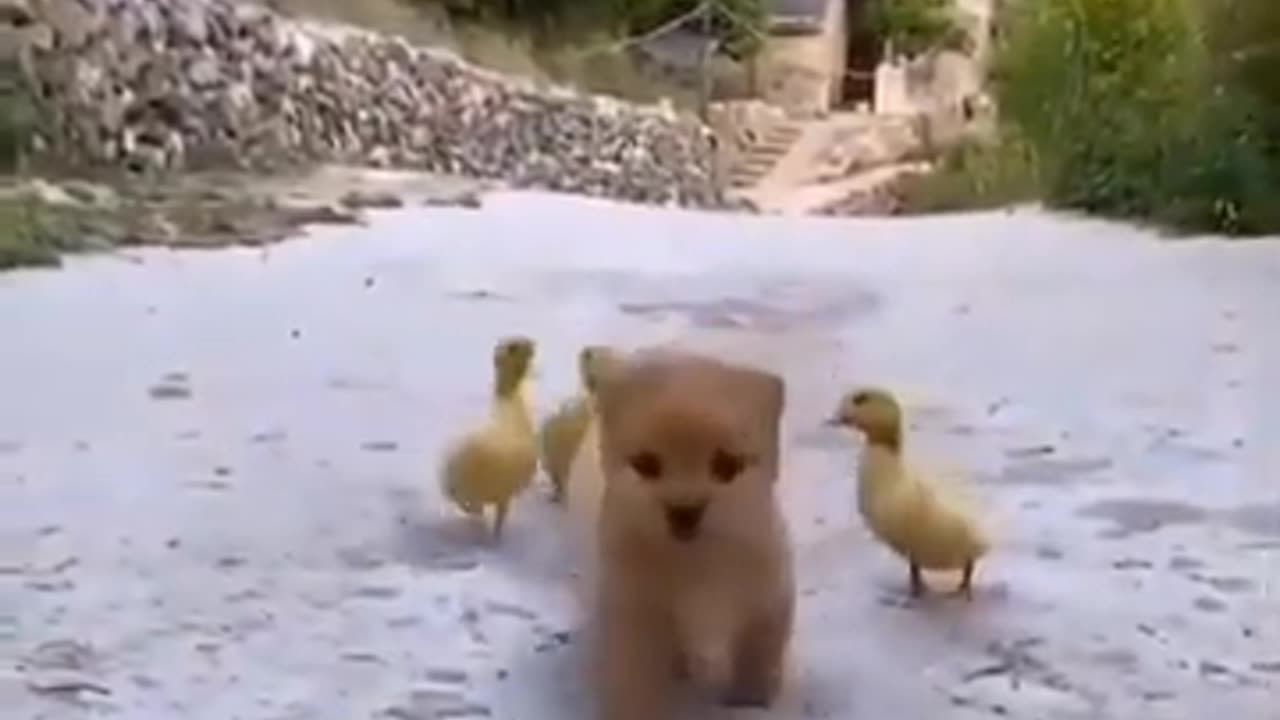 Puppy & Duckling's Love #shorts #shortsvideo #viral #video