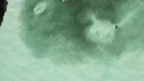 This is a beautiful and charming water-dwelling species