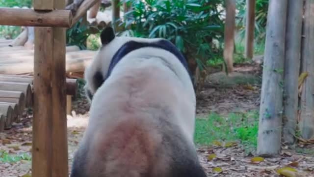 The panda