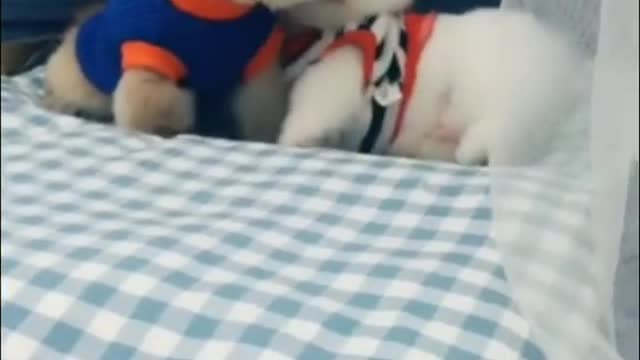 A dog's daily routine