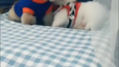 A dog's daily routine