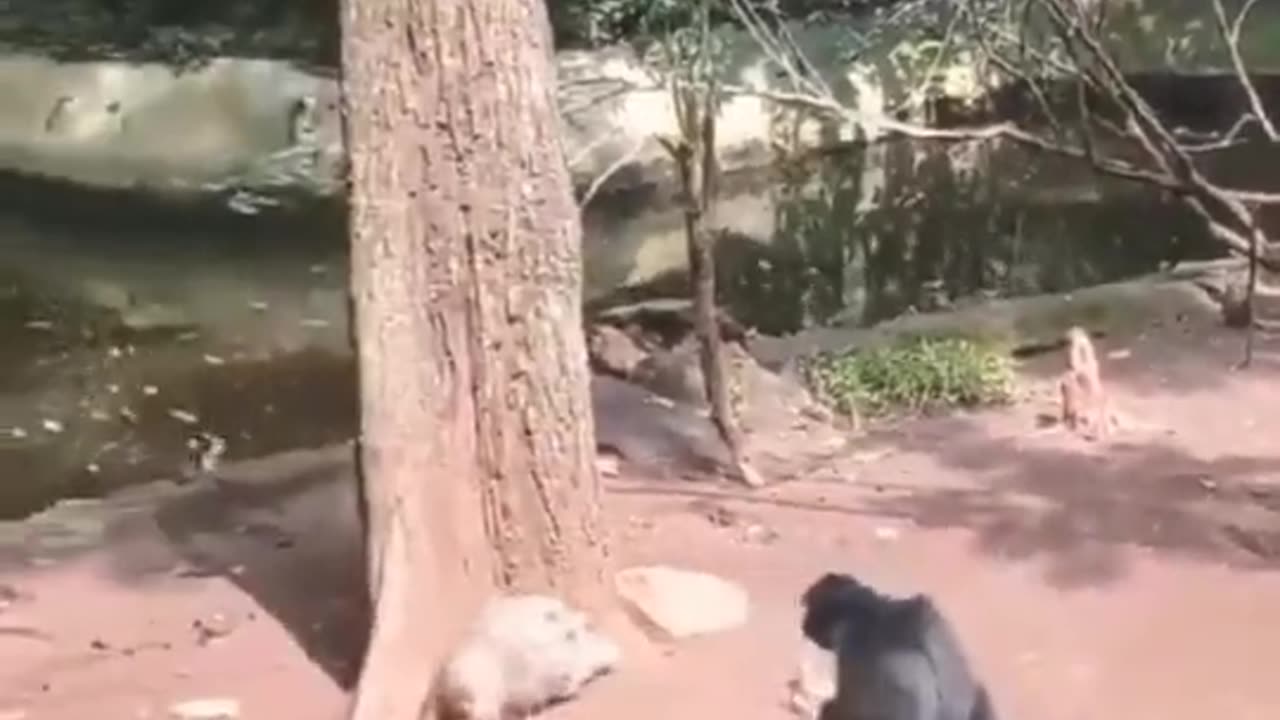 Funny Chimpanzee