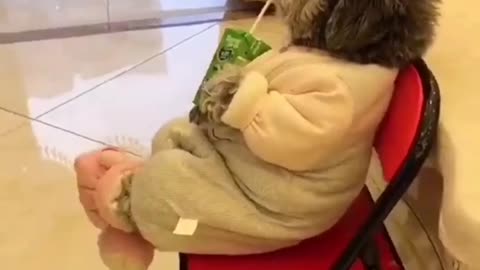 So cute dog