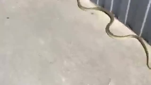 Snake Turns Around and Attempts to Attack Woman For Chasing Them