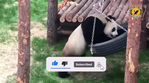 funny animal video.. how this possible 🤣🤣🤣