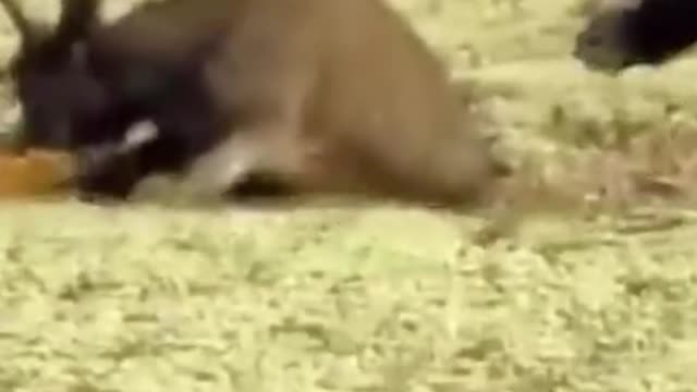 Didn't the lion beat the cow?
