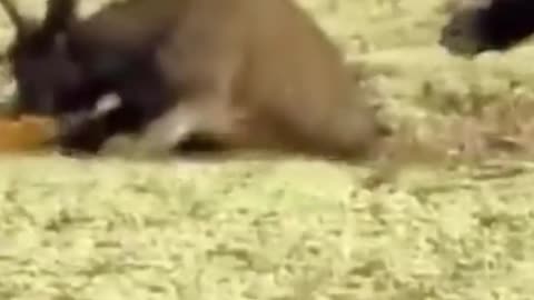 Didn't the lion beat the cow?