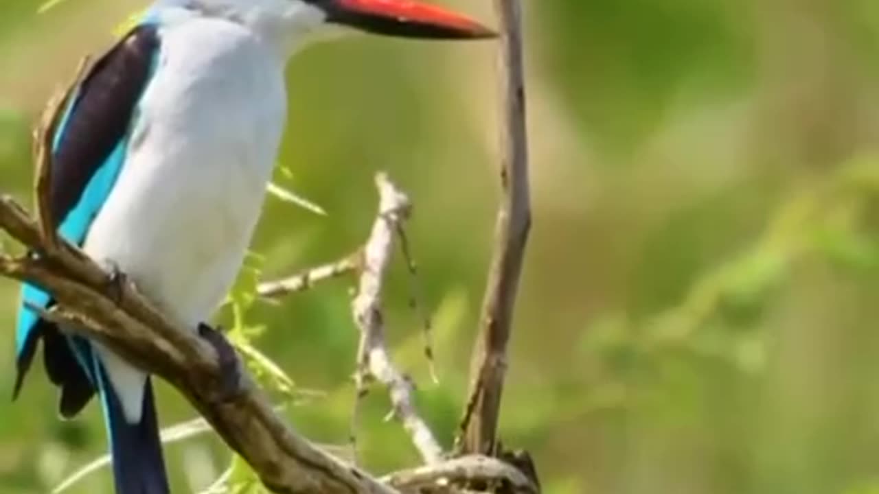 The Senegalese Alcyone reaches a length of 21-23 cm and a weight of 40-60 g.