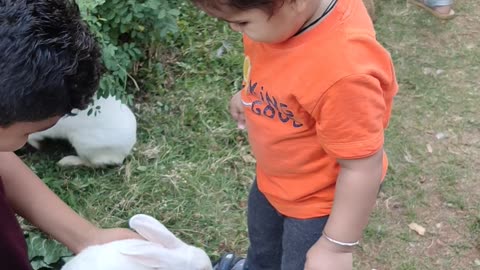 Rabbit playing with kids