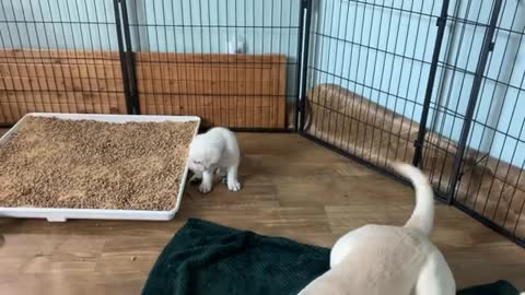 Momma Labrador Belle shakes off hungry puppies!